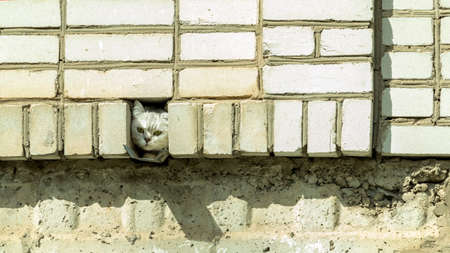 the face of a gray cat in the gap between the bricksの写真素材