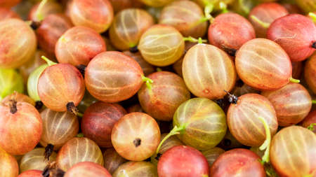 ripe gooseberries close-up, macro photography, food backgroundsの写真素材