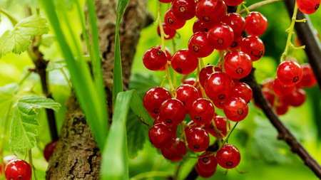clusters of ripe red currants hanging on a branch, food backgrounds, macro photography