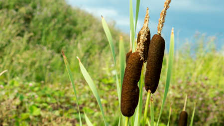 three stalks of flowering cattails in a swamp