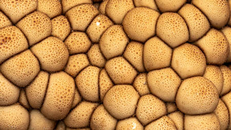 huge mushroom raincoat on a sandy road, backgrounds, textures