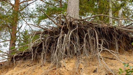 the roots of the pine-trees on the crumbling clay sandy shore