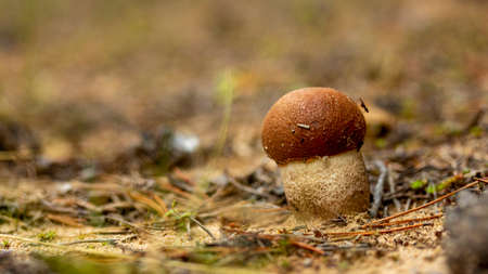 small aspen mushroom on the sand macro photography soft focus