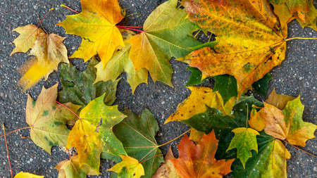 yellowed and fallen maple leaves on the asphalt, backgrounds