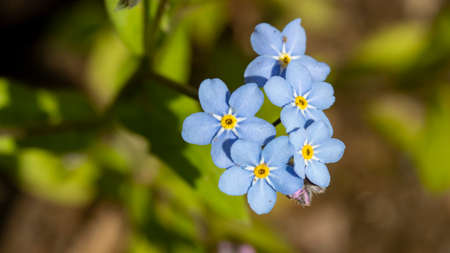 a small bouquet of small blue flowers, macro photography,