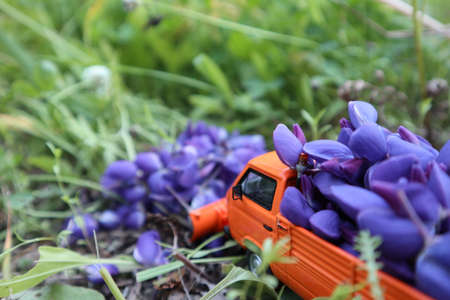 orange toy car with purple flowers in the back stands on the groundの写真素材