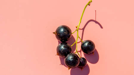 bunch of black currant berries on pink background, isolatedの写真素材