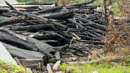 burnt tree trunks after a forest fire, background, textureの写真素材