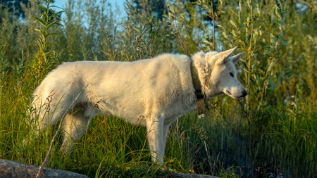 portrait of a white domestic dog at sunset
