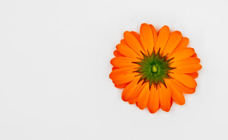orange flower bud on white background, backgrounds mockupの写真素材