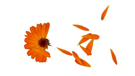 inflorescences of summer flowers for mockups on white background, isolatedの写真素材