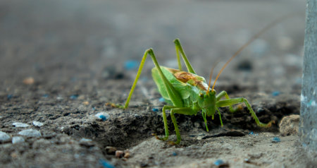 big green grasshopper on the pavement in the sun, macro photoの写真素材