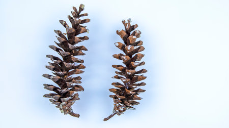 dry Himalayan pine cone on a white background,の写真素材