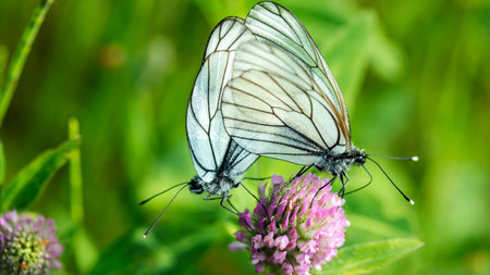 Two white butterflies in mating season in a macro lens,の写真素材