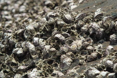 The accumulation of seashells buried in stone. At a first glance resemble the skull.