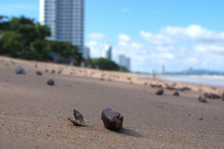 Sand, beach, sea shell in the foreground. In the background trees, a building on the seafront.