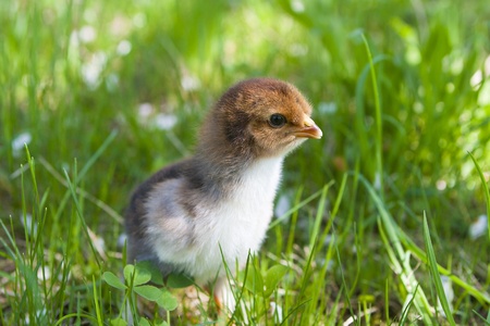 Free little chicken sitting on grassの写真素材