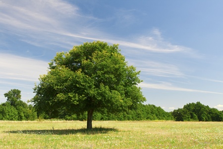One tree near the forest