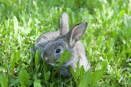 Small grey rabbit on the grassの写真素材