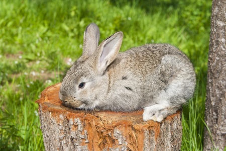 Small grey rabbit on the logの写真素材