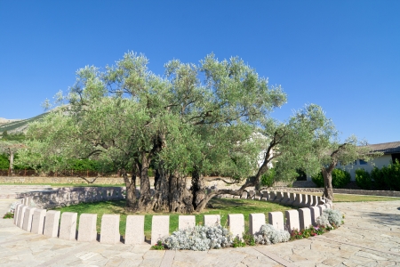 Stara Maslina the oldest olive trees in the worldの写真素材