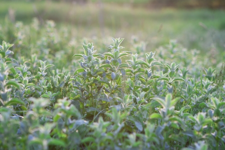 Mint field in sunshineの写真素材