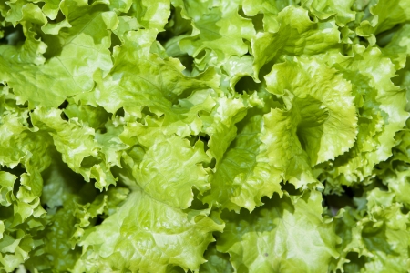 Lettuce fieldの写真素材