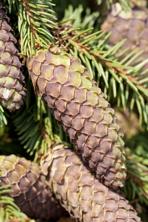 Fir coneの写真素材