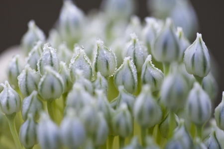 Onion flowerの写真素材