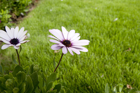 Pink flower on green grassの写真素材