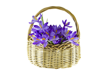 Purple crocuses flowers in a basketの写真素材