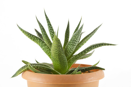 Aloe Vera - plant in brown bowl on white backgroundの写真素材