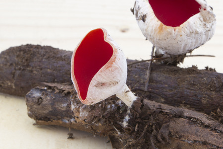View of a branch with red fungus Sarcoscypha austriacaの写真素材