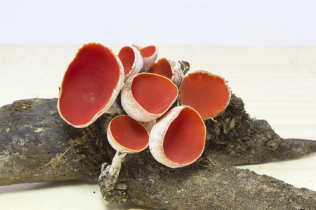 Mushrooms Sarcoscypha austriaca growing on a branchの写真素材