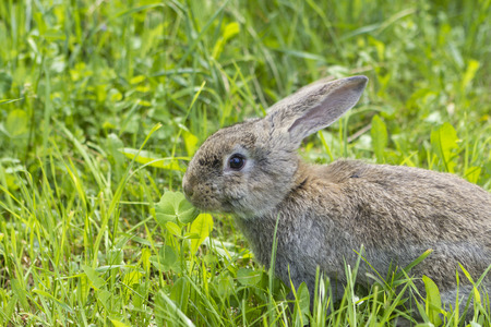 A domestic rabbit grazing in green grass in the gardenの写真素材