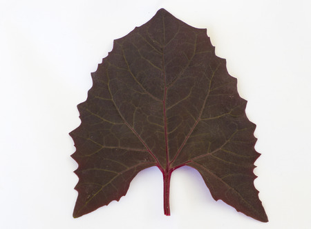 Fresh Garden Orache leaf on white backgroundの写真素材