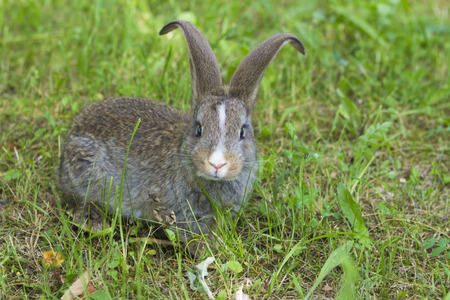 Cute little rabbit on the green grassの写真素材