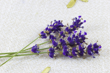 Beautiful purple lavender flowers isolated on canvas backgroundの写真素材