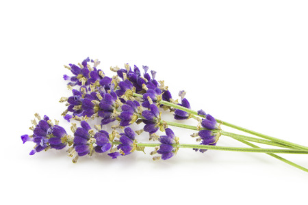 Purple Flowers of lavender isolated on white backgroundの写真素材