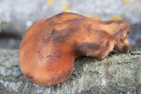 Fistulina hepatica- Beefsteak fungus isolated on wood