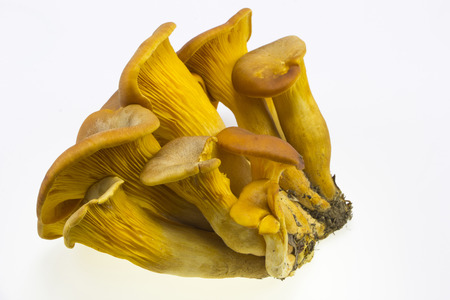 Specimens of omphalotus olearius mushroom olive isolated on white backgroundの写真素材