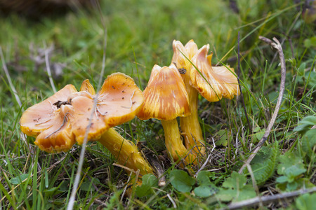 Mushroom Cuphopyllus pratensis  in the green grassの写真素材