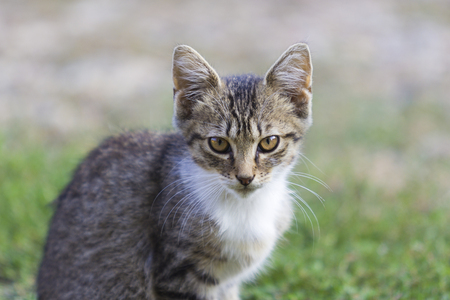 Small gray kitten, small predator in the gardenの写真素材