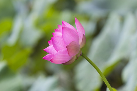 Beautiful pink lotus flower bloomingの写真素材