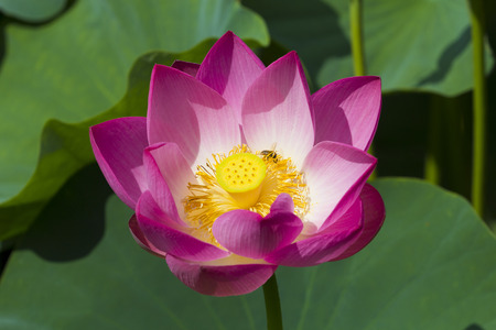Beautiful pink lotus flower with the beeの写真素材