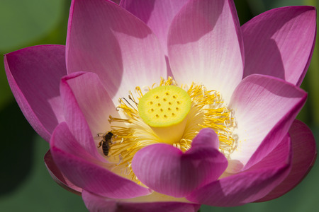 Close-up of a pink lotus flower blooming and a beeの写真素材