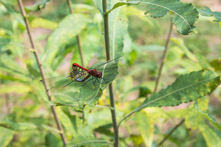 Pair of dragonflies breeding on a bush leaf in the summer.