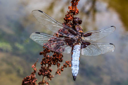 Broad-bodied Chaser (Libellula depressa) on a red flower in Olt's Valley, Romania.