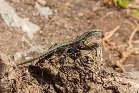 Lizard resting on a tree stump.
