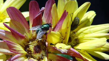 Green flies standing on China aster flower on black background.